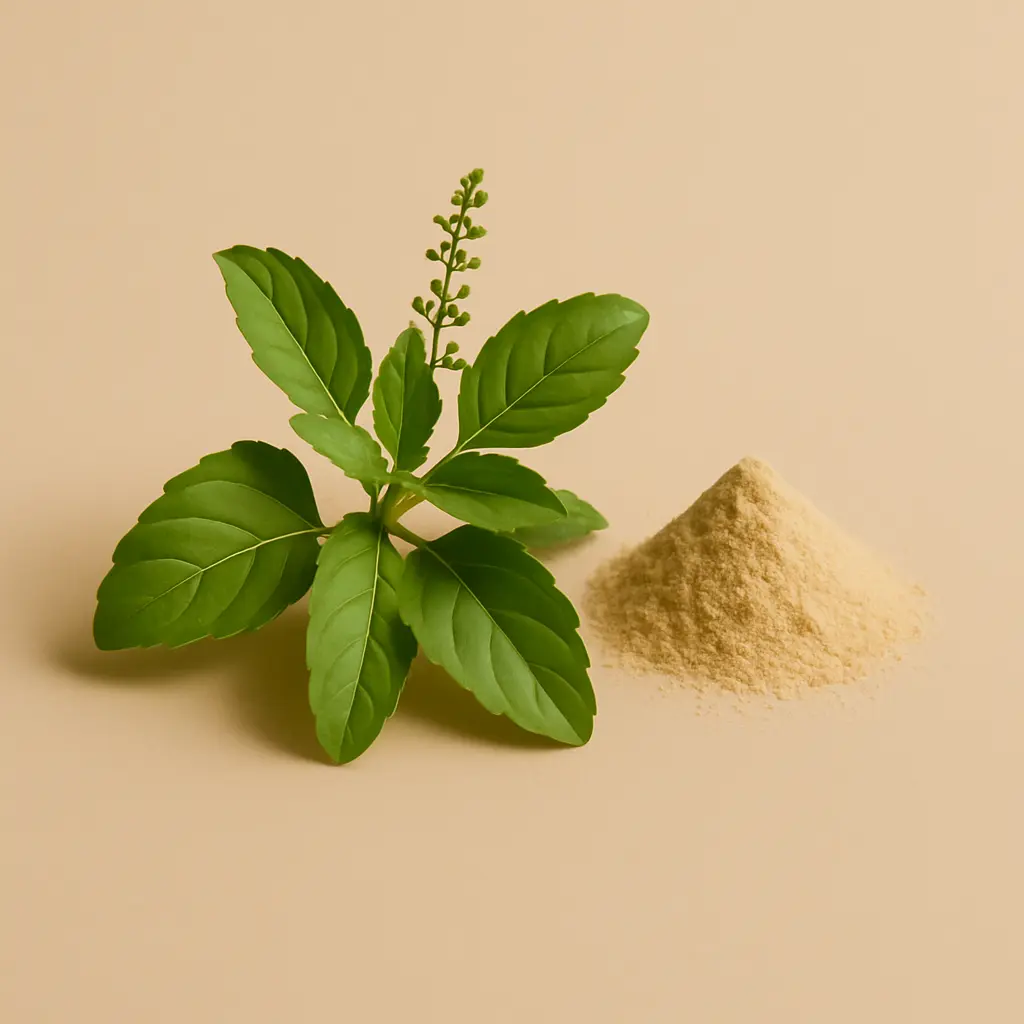 Holy Basil 500 mg