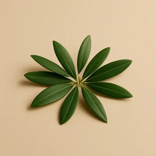 [SKU079] Olive Leaf Extract 500 mg