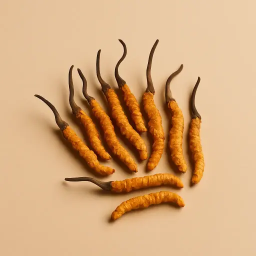 [SKU081] Cordyceps 500 mg